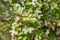 Montpellier Maple, Acer monspessulanum