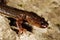 Montseny brook salamander Calotriton arnoldi in Montseny, Gerona, Spain