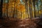 Montseny deep forest colorful autumn in Catalonia, Spain