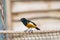 Montserrat oriole Icterus oberi on a net.Selective focus