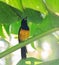 Montserrattroepiaal, Montserrat Oriole, Icterus oberi