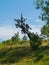 Monument galloping on a horse on a green hill among trees and bushes under a blue cloudy sky