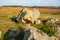 The monument of nature is megalith `Horse Stone` Kon kamen in the valley of the Krasivaya Mecha River