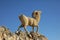 Monument of sheep, Chebika, Tunisia