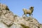 Monument of sheep, Sahara, Chebika