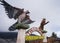 Monument statues of tigers and eagles as location markers in the tourist area of Mount Tangkuban Perahu.