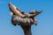 Monument to the fallen of the sea, Dolphin statue on the navigator seafront, Porto Santo Stefano harbour, Tuscany, Italy