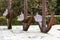 Monument to the Galleons. Monument of three rustic anchors