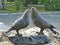 Monument to lovers student couples. The sculpture consists of two huge cooing pigeons and a bronze plate `hands of love`.