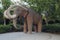 Monument to the Mammoth in Barcelona