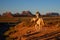 Monument Valley, Utah, USA, November 3rd, 2019, Native Navajo wearing traditional American cowboy with horses