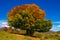 Monumental beech in the autumn season