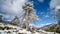 Monumental black pine tree during winter in Troodos mountains, Cyprus