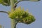 The monumental and deadly flower of the wild agave