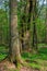 Monumental oak trees of Bialowieza Forest