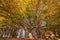 Monumental old beech tree in the Canfaito forest