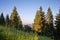 Monumental old spruces in national park in the summer evening, idyll with blue sky and green trees in sunset light