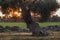 Monumental Olive Tree Illuminated by sunset