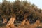 Monumental Olive Trees Illuminated by sunset