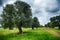 Monumental olive trees, some 2000 years old