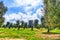 Monumental olive trees, some 2000 years old