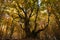 Monumental Pontone beech tree faggio del Pontone is located near Passo Godi.