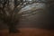 Monumental and secular beech tree lost in the fog of dark forest