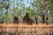 Monumental termite mound in Kakadu National Park