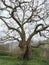 Monumental tree, Italy