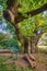 A monumental tree,over 1,000 years old,standing at the edge of the forest,in the south of England near the historic town of