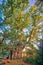 A monumental tree,over 1,000 years old,standing at the edge of the forest,in the south of England near the historic town of