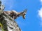 Monviso - Wild mountain goat (alpine chamois) in Grana Valley near mountain summit Monte Viso