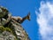 Monviso - Wild mountain goat (alpine chamois) in Grana Valley near mountain summit Monte Viso