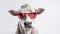 Moo-chic: A Trendsetting Cow with Glasses