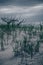 Mood portrait of beach plants and sand