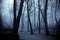 Mood Shadows in the Dark Misty Forest