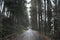 A moody, atmospheric road. Between a line of pine trees. With a grunge, vintage, artistic edit