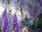 Moody Australian purple Mulla Mulla flowers