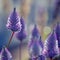 Moody Australian purple Mulla Mulla flowers