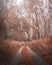 Moody autumn road in forest, fall wallpaper