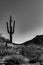 A moody, black and white photo of a lone Saguaro Cactus in a valley between two hills.