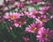 Moody Close Up of Beautiful Pink Daisies