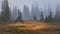 A moody day at a foggy alpine meadow, with bright dried grasses and coniferous trees against the fo