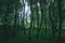 Moody desaturated look of a forest floor with numerous slender trees