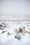 Moody dramatic low cloud Winter landscape in mountains with snow