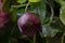 Moody flora background. burgundy hellebore flower on a dark background. Blur and selective focus. Low key photo. Full