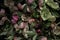 Moody flora background. helleborus flowers on a black background. Blur and selective focus. Low key photo. Extreme