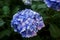 Moody flowers picture of blue hydrangea blossom on the bush