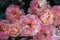 Moody flowers. Pink garden roses on a dark background. Blur and selective focus. Close up