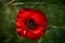 Moody flowers of poppy, large red buds on dark green background